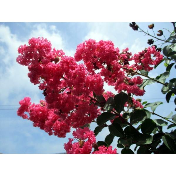 現品発送サルスベリ 百日紅 タスカローラ 赤花 樹高1 9 2 0m前後 根鉢含まず 落葉樹落葉高木庭木 Buyee Buyee 提供一站式最全面最專業現地yahoo Japan拍賣代bid代拍代購服務