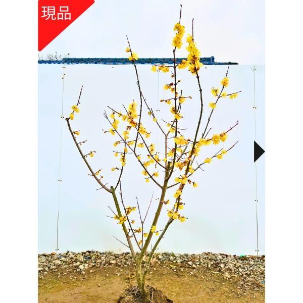 ◆送料無料（北海道・沖縄・離島の方は送料表を参照ください）◆現品発送（写真の商品を発送致します）シンボルツリー　マンゲツロウバイ　満月狼狽　黄色い花　接ぎ木　つぎ木