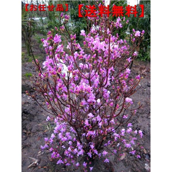 ~coccW ()1.2O(܂܂)  V{c[ t t Ԗ 