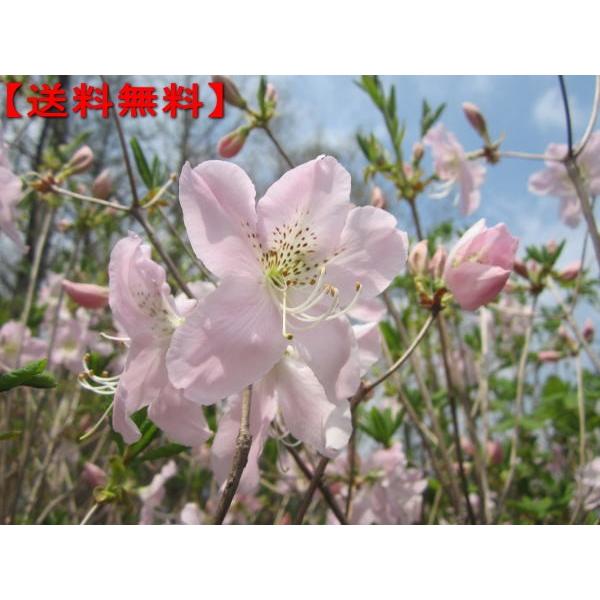 クロフネツツジ 黒船躑躅 樹高0 4m前後 根鉢含まず 落葉樹 落葉低木 花木 日陰 ぐりーんぐりーん 通販 Yahoo ショッピング