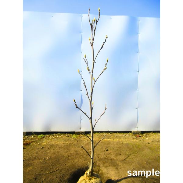 ◆送料無料（北海道・沖縄・離島の方は送料表を参照ください）◆お任せ品（写真と同等商品の発送となります）シンボルツリー 庭木 スノーホワイト 白色のモクレン 木蓮 新築祝い お祝い 父の日 母の日