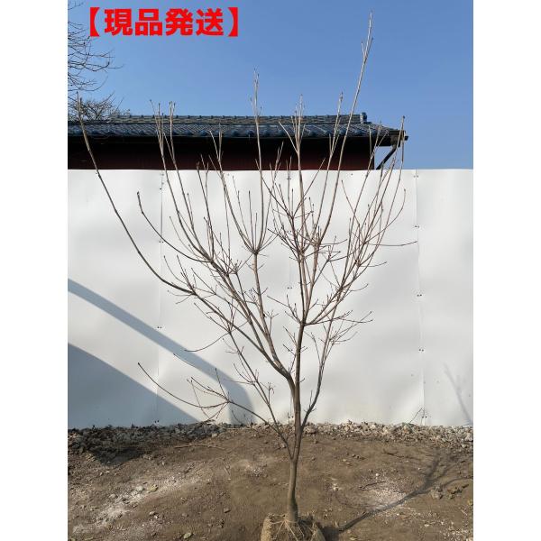 紅花ヤマボウシ 紅富士 株立 樹高2 0m以上 シンボルツリー 落葉高木 落葉樹 赤花 庭木 花木 Buyee Buyee 日本の通販商品 オークションの代理入札 代理購入