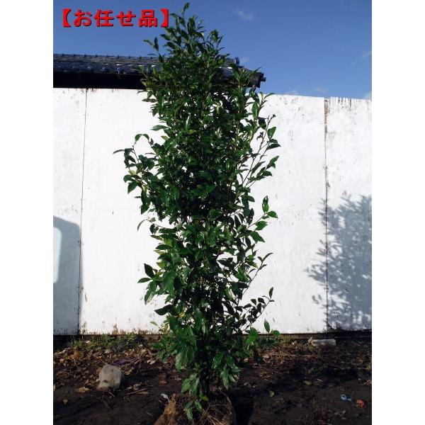 赤花カラタネオガタマ(ポートワイン) 樹高1.8m前後(根鉢含まず