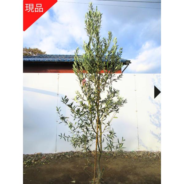 現品発送】オリーブの木(ワンセブンセブン) 樹高2.1m-2.4m(根鉢 現品発送】オリーブの木(ワンセブンセブン) 樹高2.1m-2.4m(根鉢