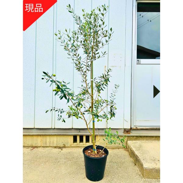 現品発送 オリーブの木 樹高1.7-1.8m(鉢底から)8号 現品発送 オリーブの木 樹高1.7-1.8m(鉢底から)8号