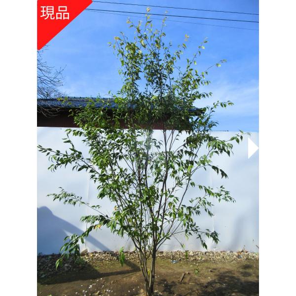 ハイノキ 盆栽 植木の人気商品・通販・価格比較 - 価格.com
