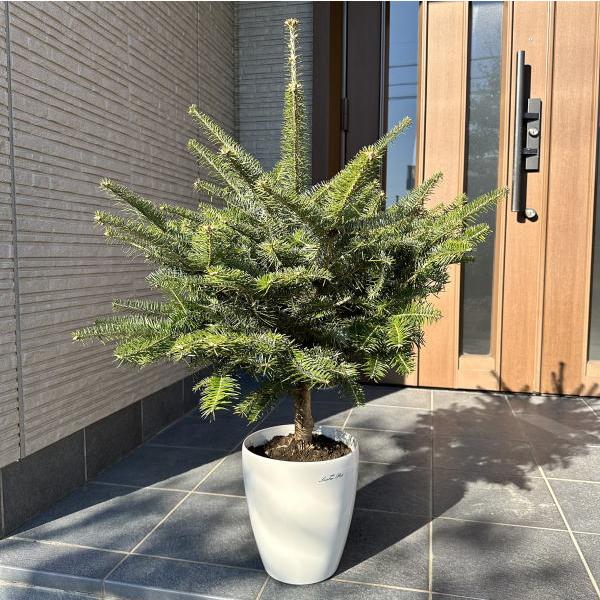 本物のモミの木 もみの木 モミノキ 鉢植え 樹高1.0m前後(鉢底 本物のモミの木 もみの木 モミノキ 鉢植え 樹高1.0m前後(鉢底