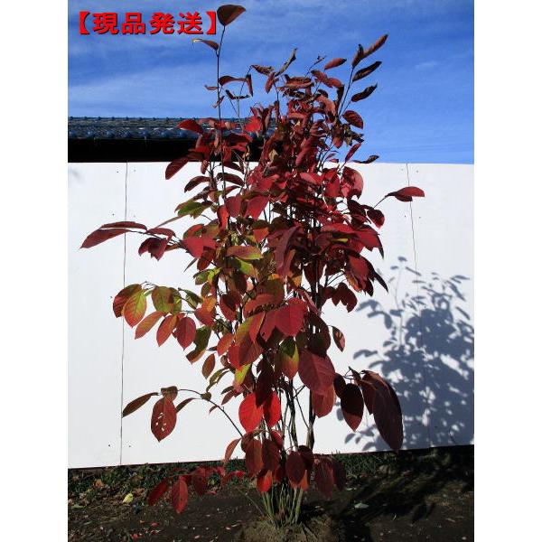 現品発送 シラキ 株立 樹高1.8-1.9m(根鉢含まず)シンボルツリー 現品発送 シラキ 株立 樹高1.8-1.9m(根鉢含まず)シンボルツリー