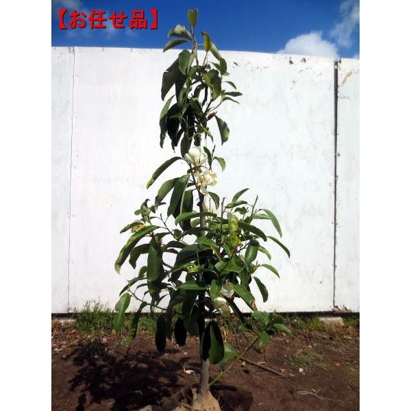 ミヤマガンショウ 深山含笑 樹高1 2m シンボルツリー 庭木 植木 常緑樹 常緑高木 ぐりーんぐりーん 通販 Yahoo ショッピング