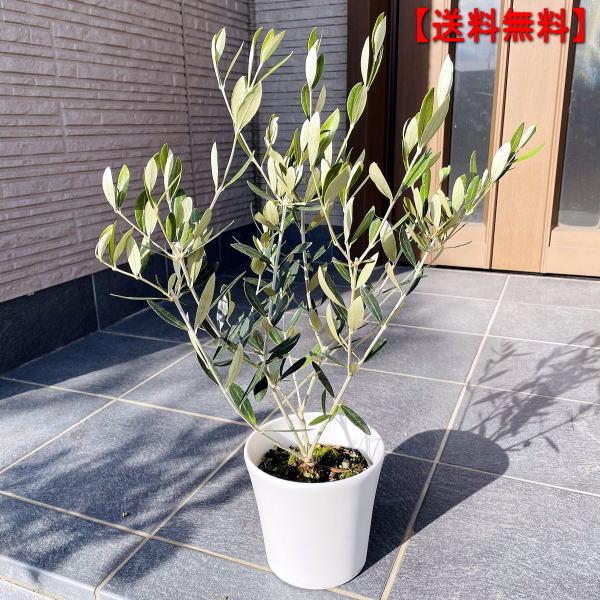 選べる品種 オリーブの木 5号 鉢カバー 0.5m前後(鉢底から) ギフト 