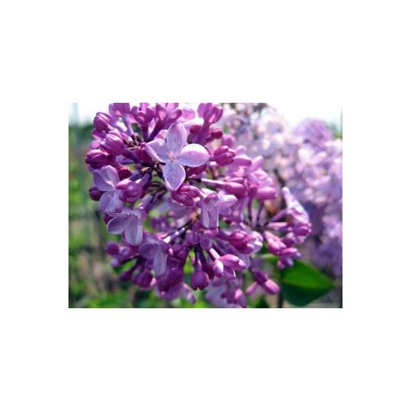 CbN  0.8mO(܂܂)  V{c[ t t  Ԗ