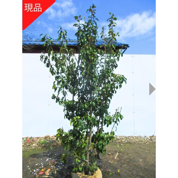 現品発送 ソヨゴ(メス株) 株立ち 樹高1.8-2.3m(根鉢含まず 現品発送 ソヨゴ(メス株) 株立ち 樹高1.8-2.3m(根鉢含まず