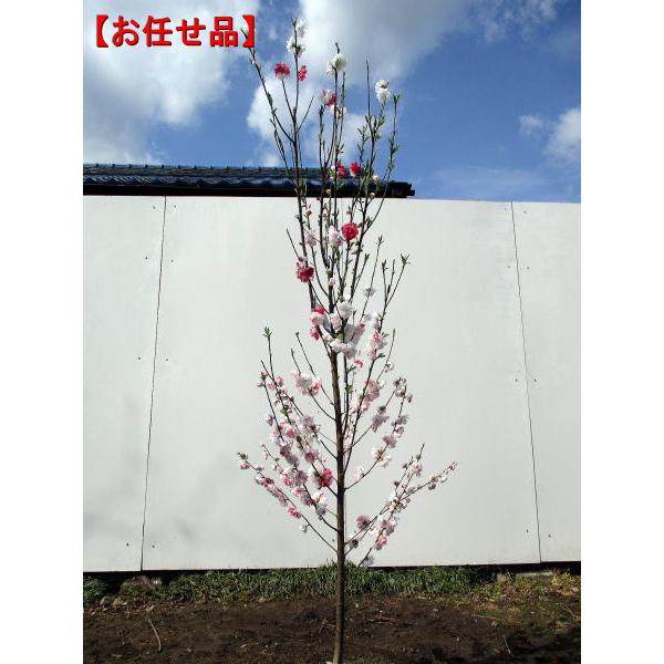 ◆送料無料（北海道・沖縄・離島地域にはお届けを行っておりません）◆商品ページ写真はサンプル画像です◆お任せ品（写真と同等商品の発送となります）シンボルツリー 庭木 ハナモモ 源平桃 新築祝い お祝い 父の日 母の日