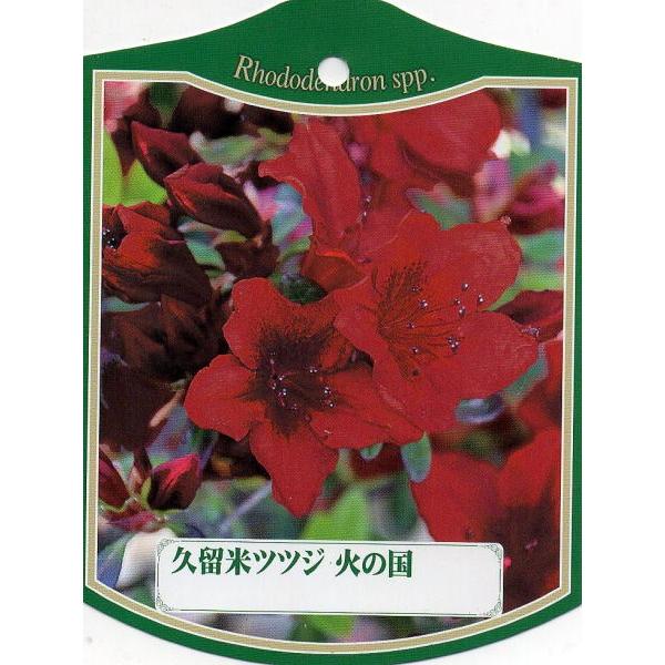 クルメツツジ 久留米ツツジ 火の国 ヒノクニ 約0 3m 根鉢含む 常緑低木 常緑樹 花木 低い生け垣 生垣 ぐりーんぐりーん 通販 Yahoo ショッピング