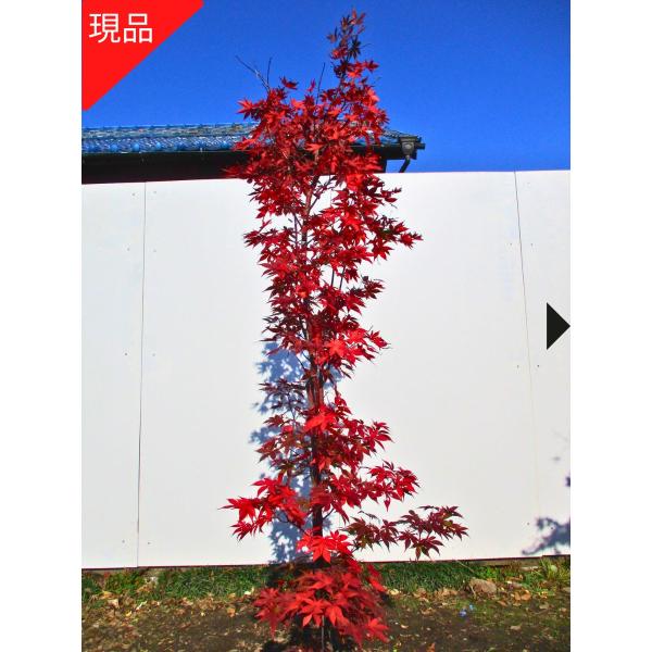 現品発送 オオサカズキモミジ 大盃モミジ 樹高1.4-1.8m(根鉢含ま 現品発送 オオサカズキモミジ 大盃モミジ 樹高1.4-1.8m(根鉢含ま
