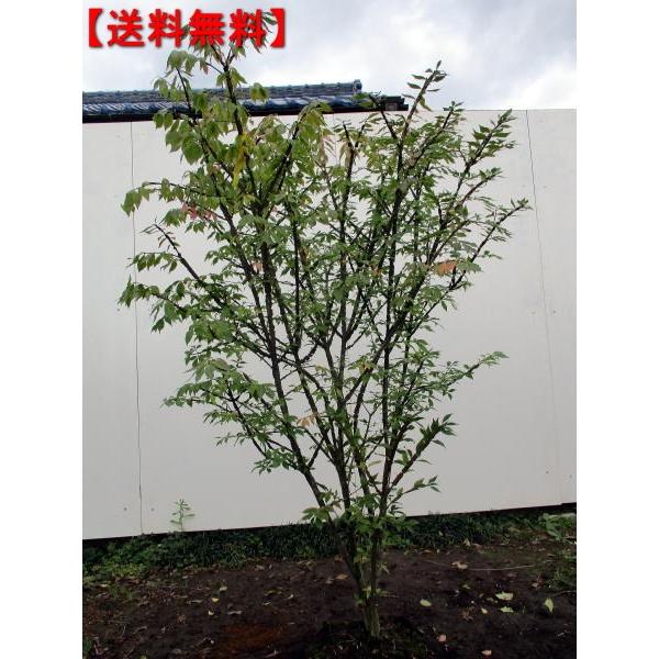 ニシキギ 樹高1.2m以上(根鉢含まず) 落葉樹 落葉低木 世界三大紅葉樹