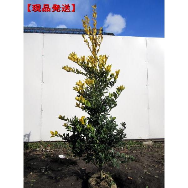 現品発送 オウゴンモチノキ(黄金モチノキ) 樹高2.0m(根鉢含まず