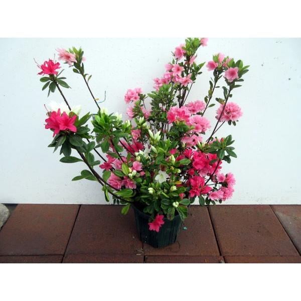 6本セット クルメツツジ 久留米ツツジ ミックス 三色咲き 5 5号ポット 0 4m前後 根鉢含む 常緑低木 常緑樹 花木 低い生け垣 ぐりーんぐりーん 通販 Yahoo ショッピング