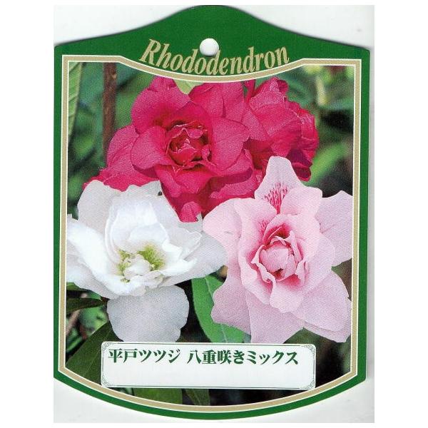 6{Zbg qhccW(˃ccW) gJ[d(OF炫) 5.5|bg 0.4m(܂)Β؏Ύ Ԗ Ⴂ_