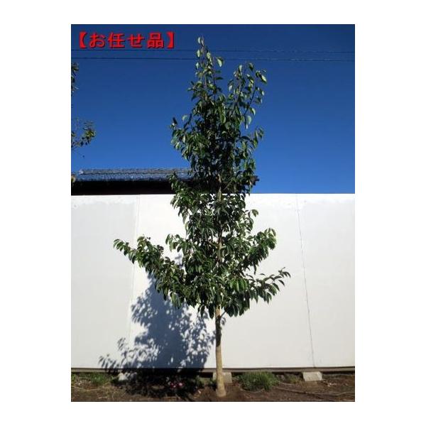greenx2_00554