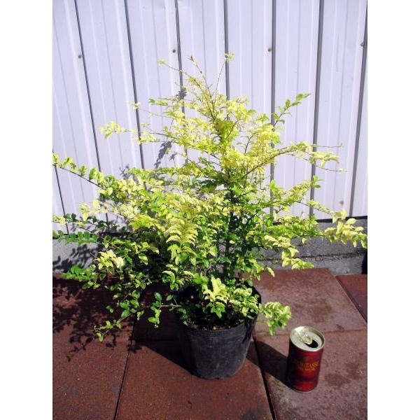 プリペット レモンアンドライム 樹高30cm前後 根鉢含まず 生垣 生け垣 常緑樹 常緑中木 ぐりーんぐりーん 通販 Yahoo ショッピング