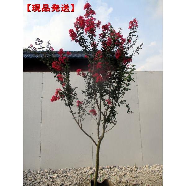 現品発送 サルスベリ 百日紅 カントリーレッド 赤花 樹高2.0-2.3 現品発送 サルスベリ 百日紅 カントリーレッド 赤花 樹高2.0-2.3