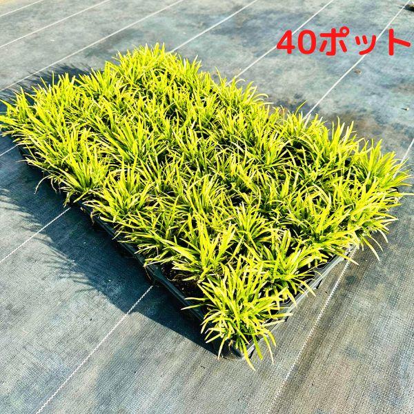 かぐや竜 ポット 40ポット タマリュウの仲間 玉竜の仲間 翌日発送可 新品種 7 5cmポット ガーデニング 下草 ぐりーんぐりーん 通販 Yahoo ショッピング
