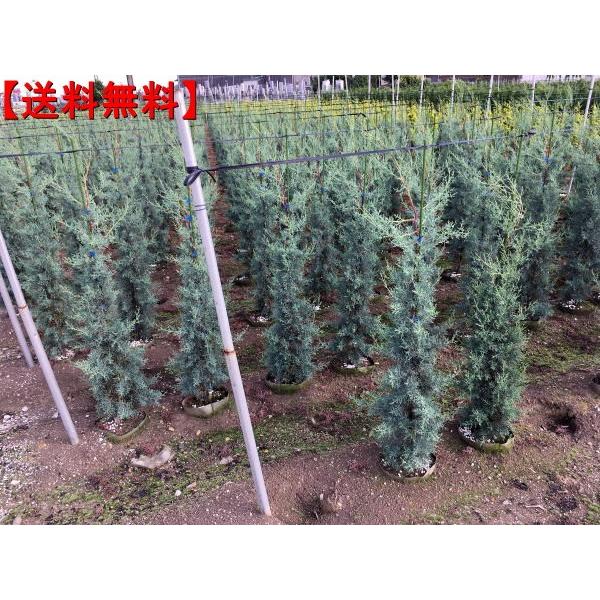 ブルーアイス コニファー 樹高2 0m以上 根鉢含まず シンボルツリー 庭木 植木 常緑樹 常緑高木 ぐりーんぐりーん 通販 Yahoo ショッピング