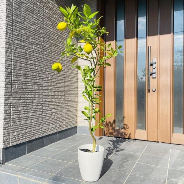 X{̖ 7 Jo[ ϊi 80cmO(ꂩ)   ʎc ̕c kc  ʎc