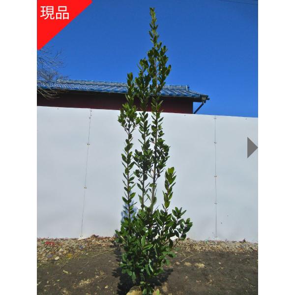 月桂樹苗／苗木　平和のシンボルツリー　樹高120センチ 鉢植え　撮影品のお届け 月桂樹苗／苗木 平和のシンボルツリー 樹高120センチ 鉢植え
