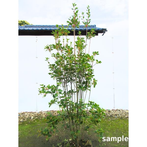 ベニサラサドウダンツツジ/大株【品番1970】〖庭木・植木・鉢植え