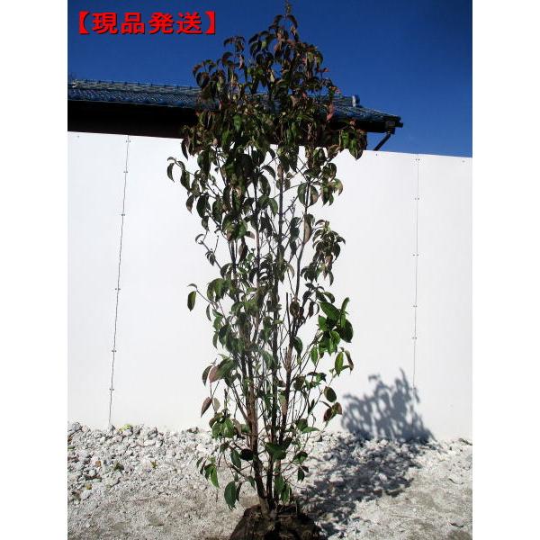 常緑ヤマボウシ株立 ホンコンエンシス1.2M(鉢底から)品番A 常緑ヤマボウシ株立 ホンコンエンシス1.2M(鉢底から)品番A