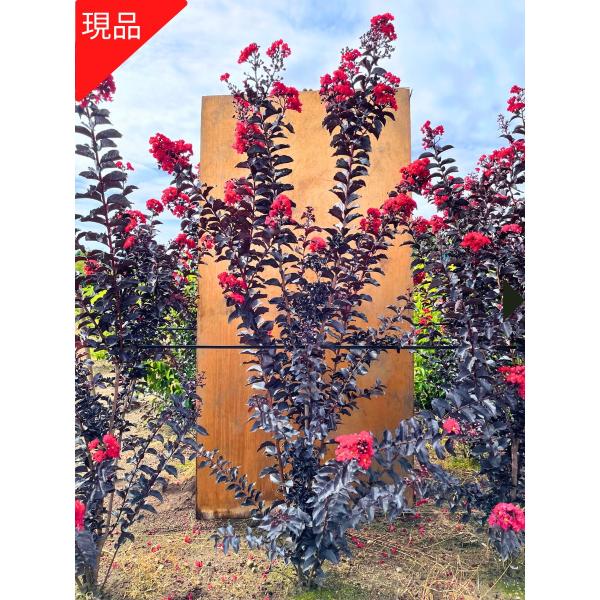 現品発送】サルスベリ 百日紅 バイオレット レッド 株立ち 樹高 現品発送】サルスベリ 百日紅 バイオレット レッド 株立ち 樹高