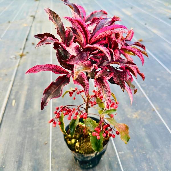 ◆樹高：　30cm前後(鉢底から)◆4号POT苗となります◆送料無料（北海道・沖縄・離島地域にはお届けを行っておりません）◆お任せ品（写真と同等商品の発送となります、樹形には個体差があります）斑入り沈丁花 庭木　ジンチョウゲ　沈丁花　赤花　...