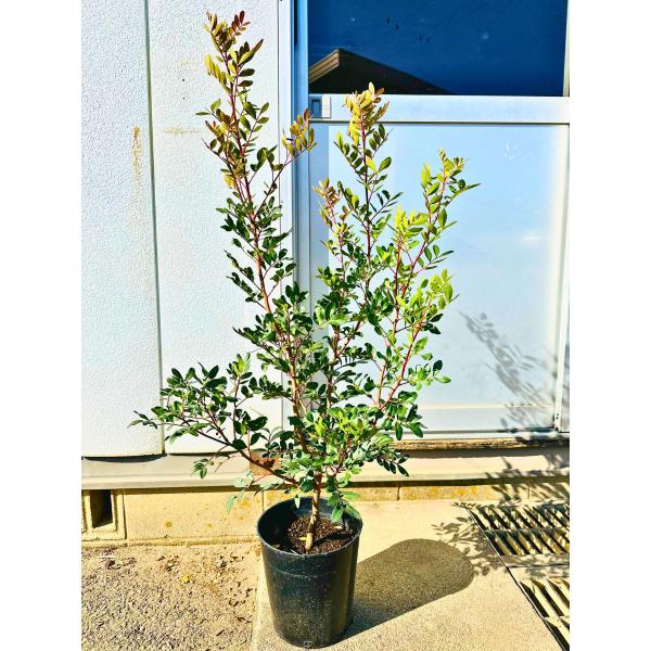 ピスタチア 7号 樹高1.0m前後(鉢底から) シンボルツリー 庭木 ピスタチア 7号 樹高1.0m前後(鉢底から) シンボルツリー 庭木