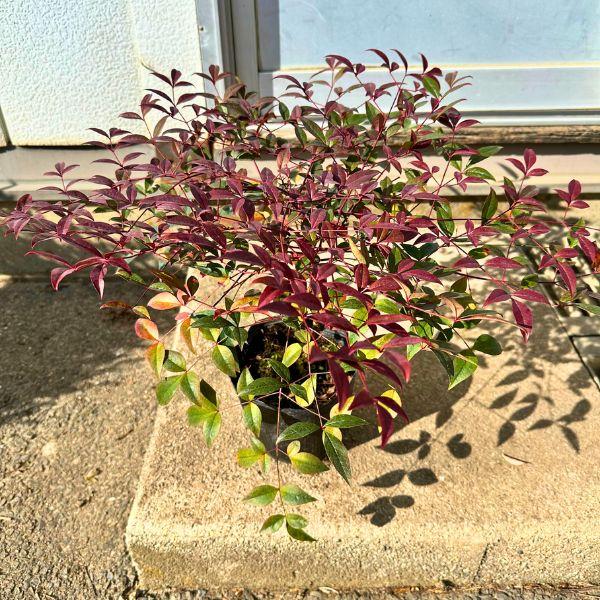 ◆【送料無料】　　※北海道・沖縄・離島地域にはお届けを行っておりません◆日本の南天とは違い、背丈も30cm〜40cmくらいまでと大きくなりません。◆耐寒性、耐暑性、耐病性に優れ、一年を通して鮮やかな斑入りの葉色を楽しめます。紅葉も美しい品種...