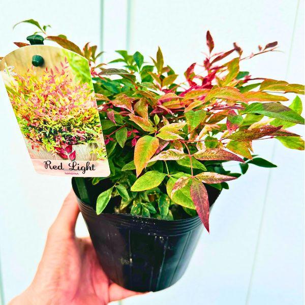 ◆【送料無料】　　※北海道・沖縄・離島地域にはお届けを行っておりません◆日本の南天とは違い、背丈も60cm〜70cmくらいまでと大きくなりません。◆耐寒性、耐暑性、耐病性に優れ、一年を通して鮮やかな斑入りの葉色を楽しめます。紅葉も美しい品種...