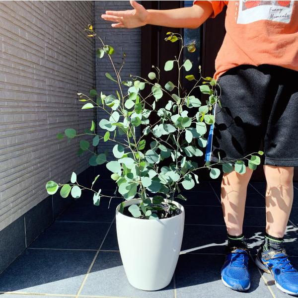 ユーカリ　ポプルネア　10号鉢 ユーカリ ポプルネア 10号鉢