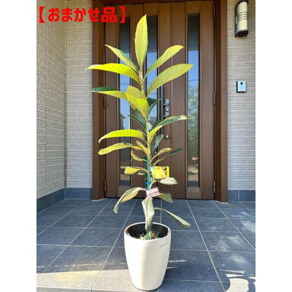 ◆送料無料（北海道・沖縄・離島地域にはお届けを行っておりません◆おまかせ品　（写真と同等品を発送致します）◆商品ページ1枚目写真はサンプル画像ですシンボルツリービワの木 なつたより 枇杷の苗木 苗木 果樹苗 常緑樹　常緑高木