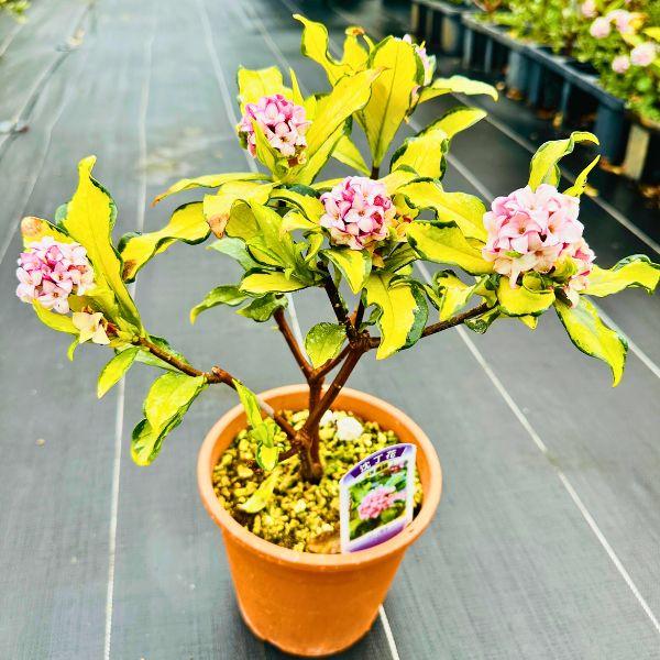 斑入り沈丁花 ジンチョウゲ 信濃錦 シナノニシキ 5号 40cm前後 斑入り沈丁花 ジンチョウゲ 信濃錦 シナノニシキ 5号 40cm前後