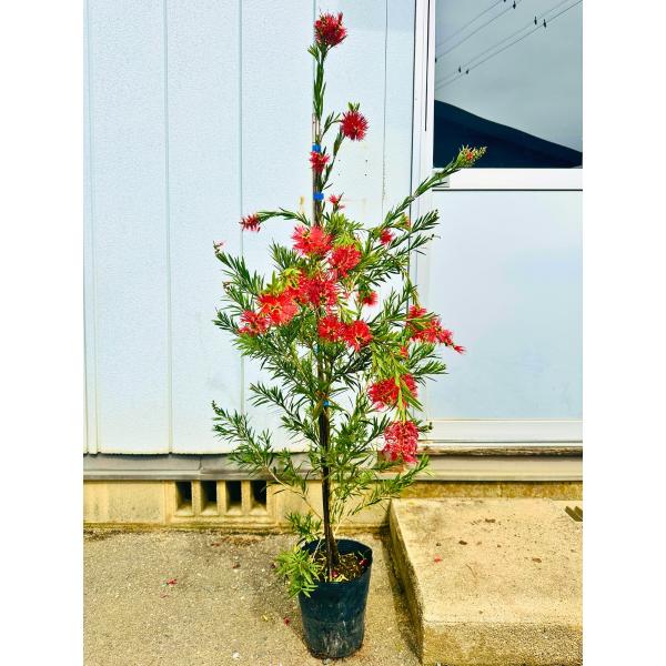 ディクソン240 花鳥風月 紅葉 CBONE ディクソン240 花鳥風月 紅葉 CBONE - メルカリ