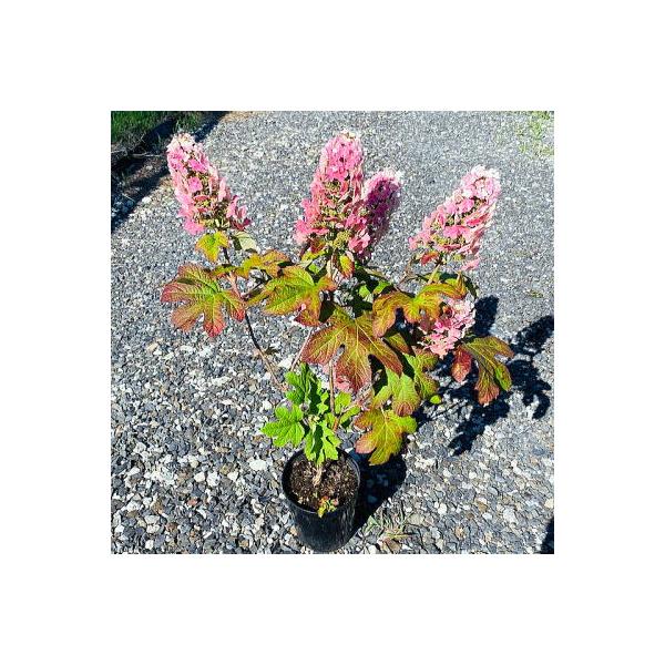 カシワバアジサイ ルビースリッパーズ ６号ポット 樹高50cm前後 根鉢含まず 花木庭木植木落葉樹 落葉低木 G0765 ぐりーんぐりーん 通販 Yahoo ショッピング