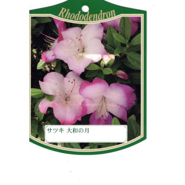 ◆樹高：　30cm前後(根鉢含む)◆送料無料（北海道・沖縄・離島地域にはお届けを行っておりません）◆お任せ品（写真と同等商品の発送となります）ツツジ（久留米ツツジ、五月ツツジ、平戸ツツジ） 常緑樹  常緑低木 目隠し 庭木 低木 生垣