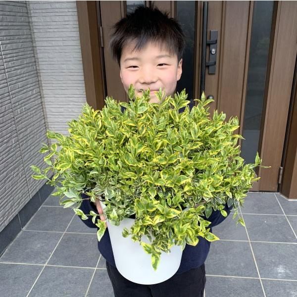 選べる６品種 大きい６号 玉アベリア 化粧鉢 G0819 ぐりーんぐりーん 通販 Yahoo ショッピング