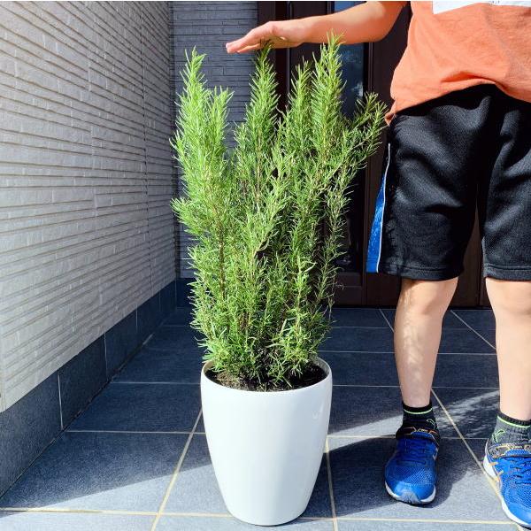 ハーブ 植木の人気商品 通販 価格比較 価格 Com