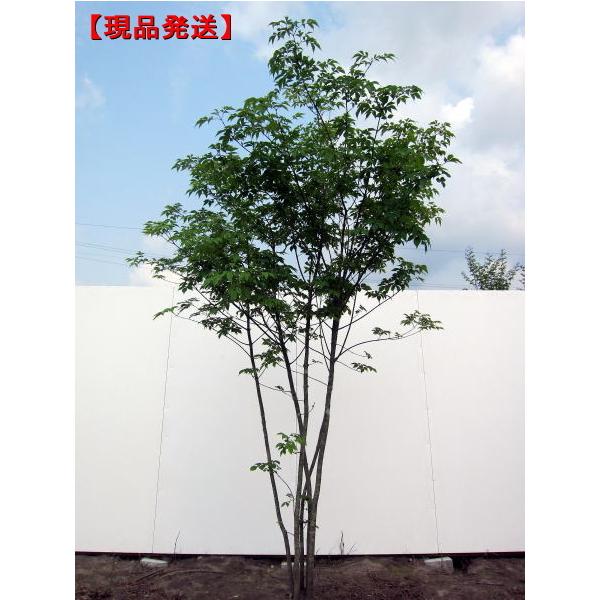 現品発送 アオダモ  樹高1.6-1.7m(根鉢含まず）雑木 落葉高木 落葉樹 シンボルツリー