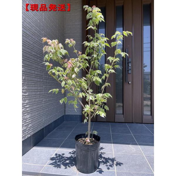 ネグンドカエデ フラミンゴ ネグンドカエデ フラミンゴの特徴・実用例 – Seeding