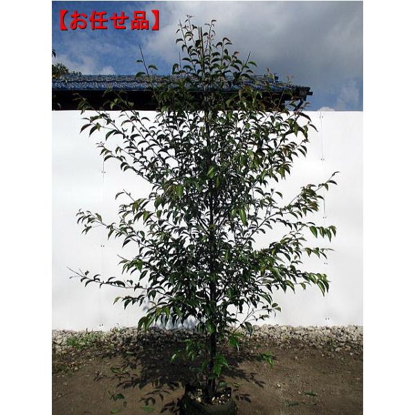 greenx2_g0868 greenx2_g0868