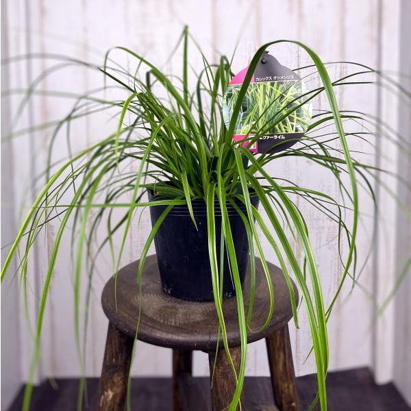 3|bg JbNX G@[C 5 OhJo[  A Ύ Go[C 