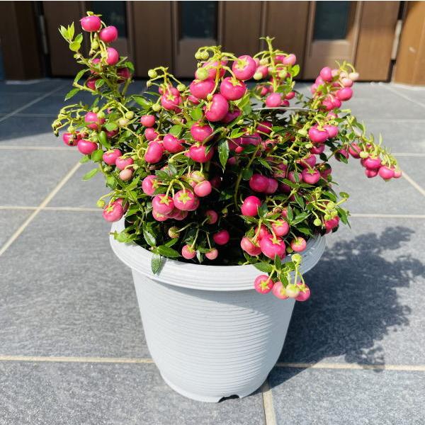 選べる3色 真珠の木 パールツリー 5号鉢 デコベリー ペルネチア ペルネティア ベルネッチア ハッピーベリー 植木 ガーデニング 実はついていません G08 ぐりーんぐりーん 通販 Yahoo ショッピング